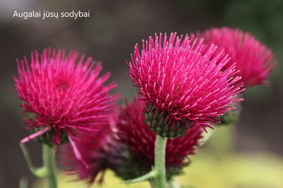 Usnis paupinė (Cirsium rivulare) 'Atropurpureum'
